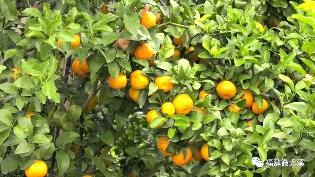 東方紅橘最新動(dòng)態(tài)揭秘，小巷里的秘密果園探秘