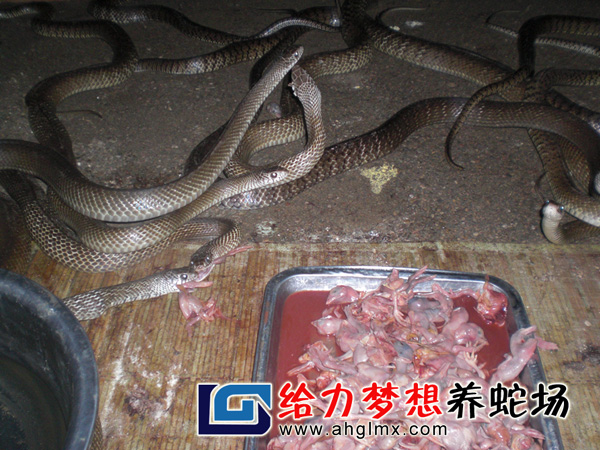 養(yǎng)殖水律蛇新方法，學習之旅與自信成就之路的探索