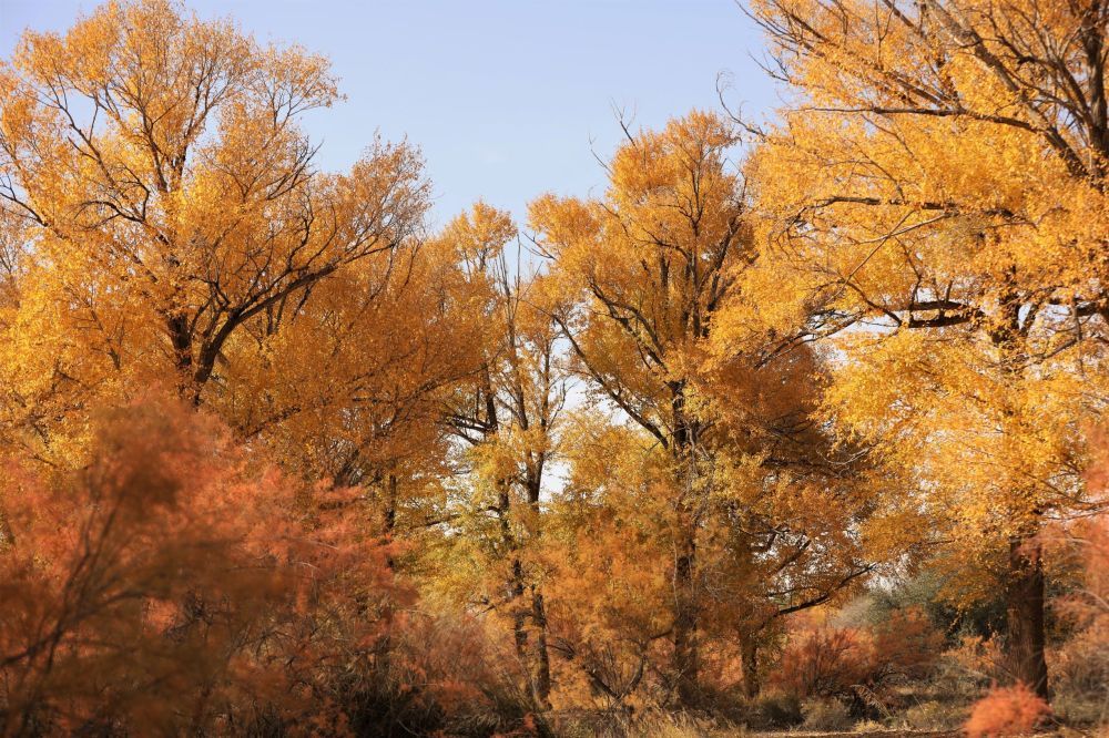 武威紅柳廣告最新一期聚焦要點(diǎn)，高效傳遞信息價(jià)值