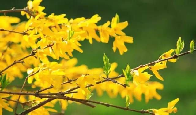 時代背景下的情感交響，夏連翹墨沉篙最新章節(jié)