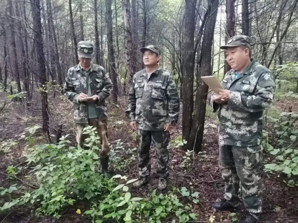 興隆林業(yè)局最新動(dòng)態(tài)，林業(yè)資訊掌握步驟指南
